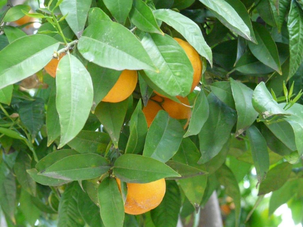Les Palmiers Panzió Grasse Kültér fotó